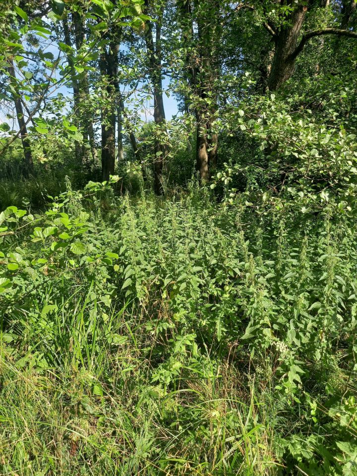 Działka leśna Brok Żurawieniec, ul. Żurawieniec. Zdjęcie 5