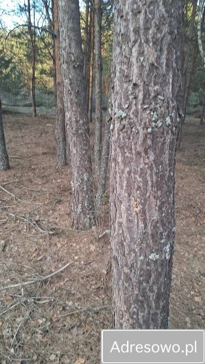 Działka rekreacyjna Karolówka. Zdjęcie 12