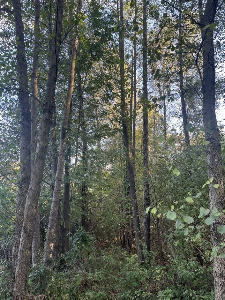 Działka leśna Olszyny. Zdjęcie 5