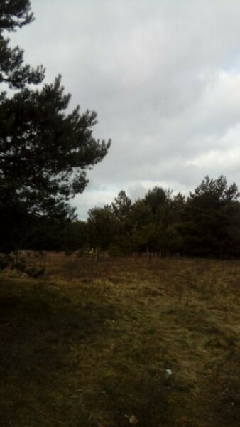 Działka rolno-budowlana Chrcynno. Zdjęcie 3