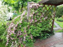 Działka rod Toruń Chełmińskie Przedmieście. Zdjęcie 3