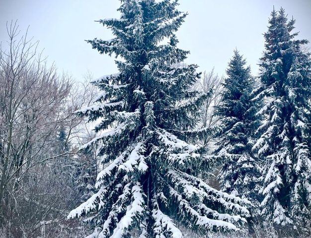 siedlisko, 4 pokoje Radzików-Oczki. Zdjęcie 26