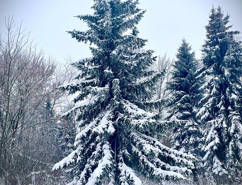 siedlisko, 4 pokoje Radzików-Oczki. Zdjęcie 26