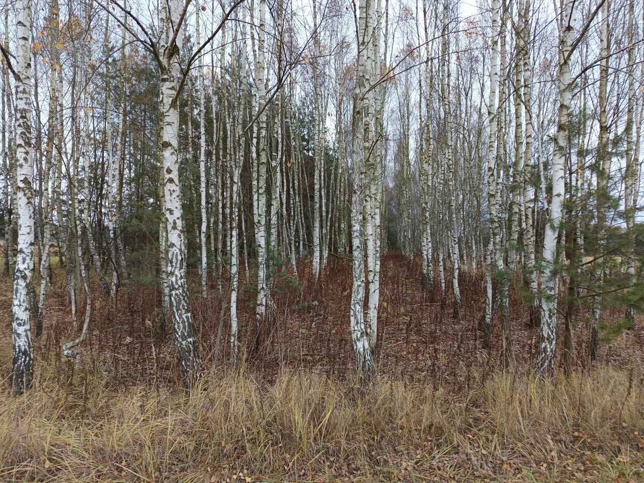 Działka rolna Antoniki. Zdjęcie 5