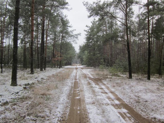 Działka rolno-budowlana Olszewka. Zdjęcie 1
