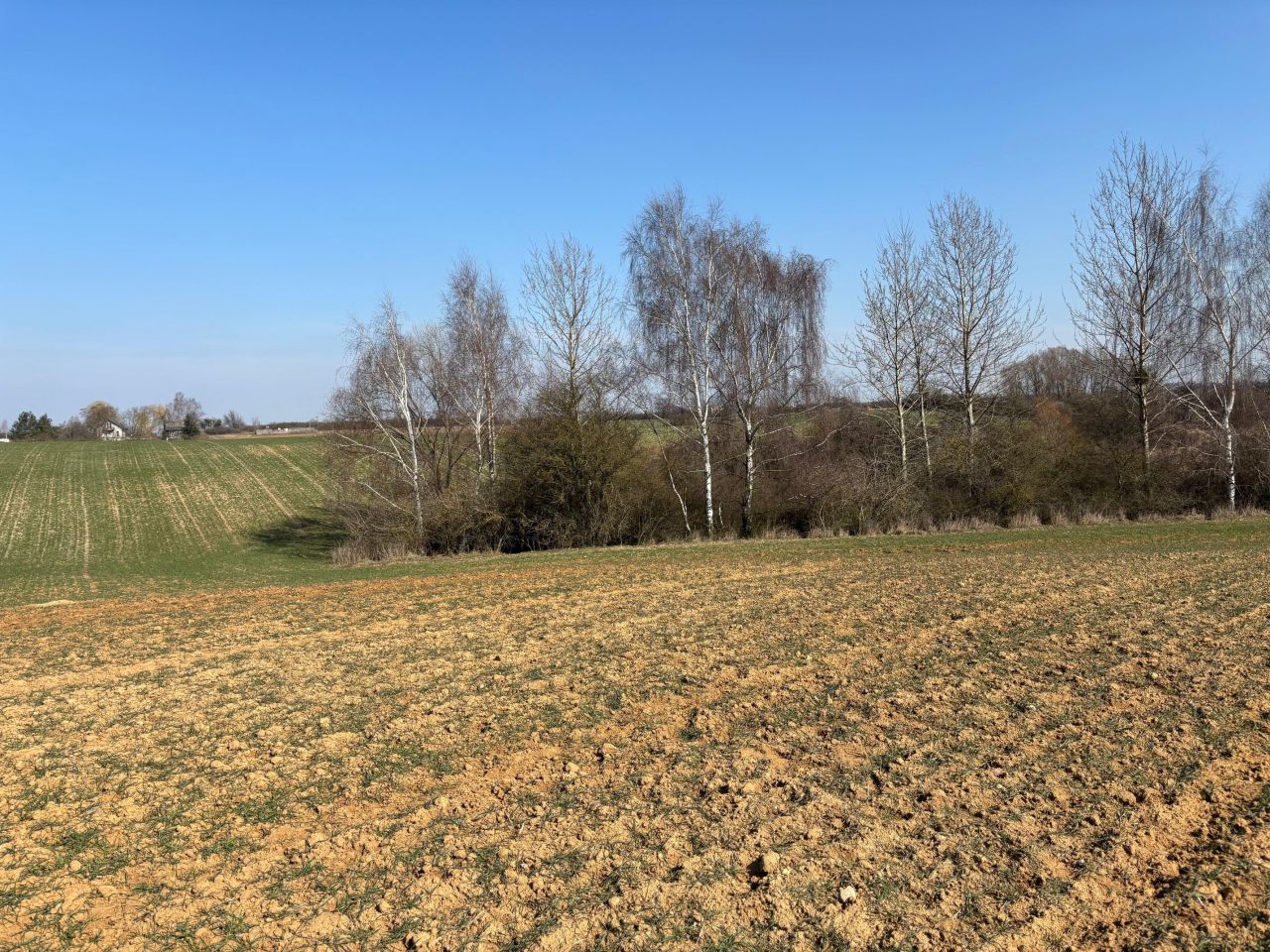 Działka siedliskowa Rgielsko. Zdjęcie 4