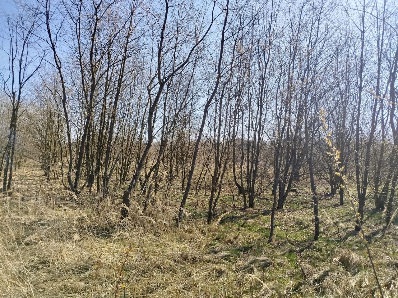 Działka rolna Adamowice, ul. Polna. Zdjęcie 6