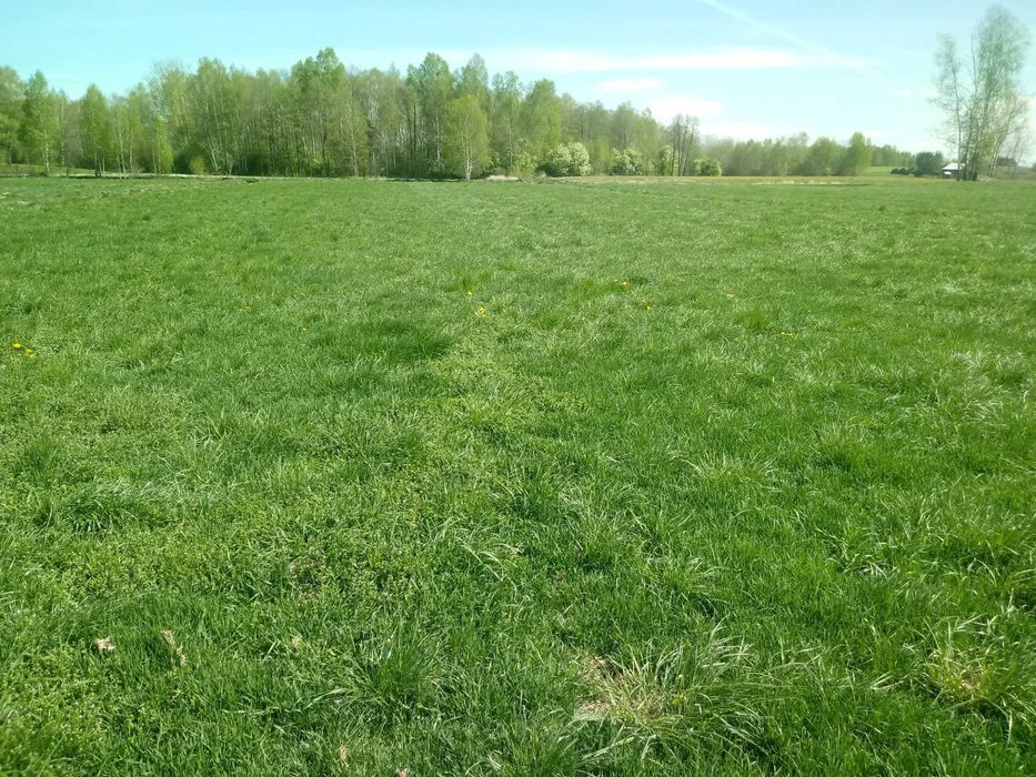 Działka rolna Lasanka. Zdjęcie 1