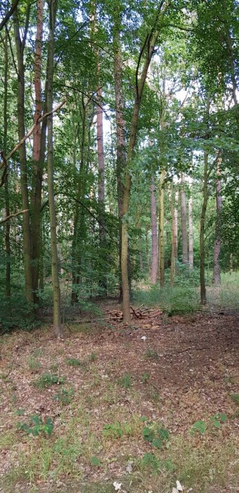 Działka leśna Górowo. Zdjęcie 7