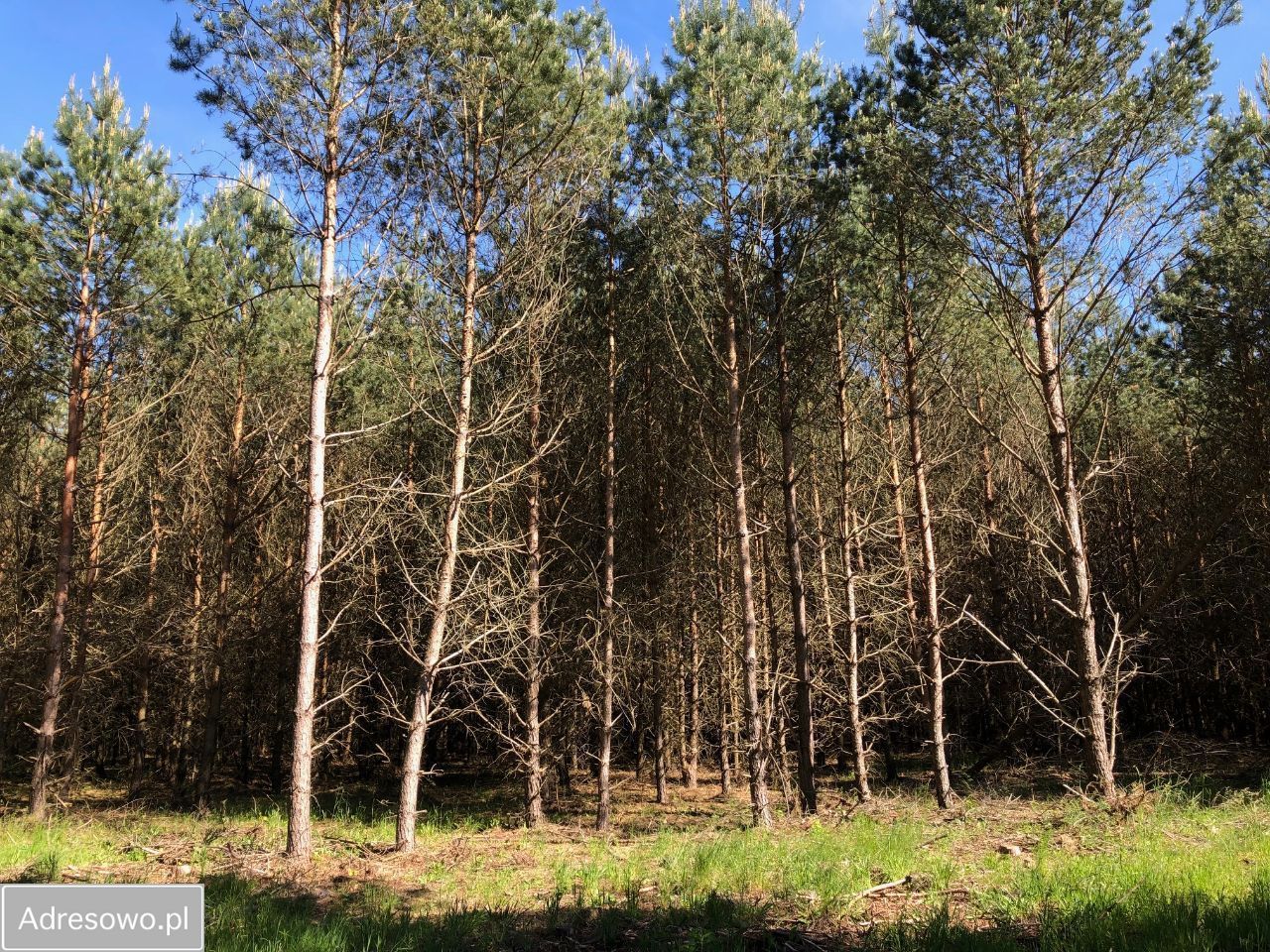 Działka leśna Wały. Zdjęcie 4