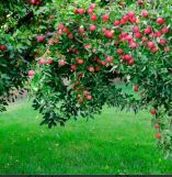 Działka rod Polanica-Zdrój, ul. Adama Mickiewicza. Zdjęcie 1