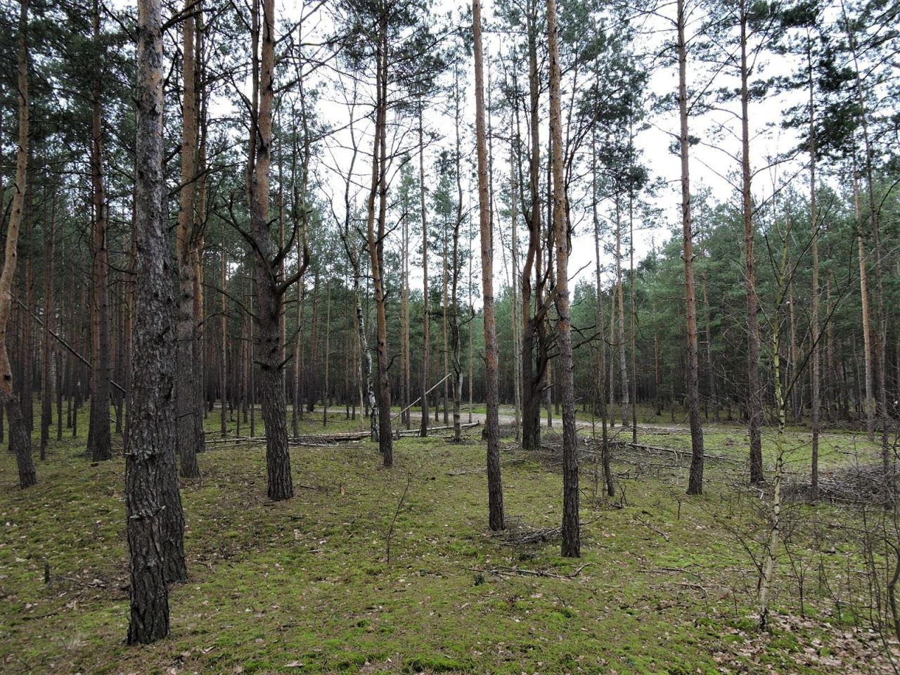 Działka rolna Budziska, ul. Ptasia. Zdjęcie 10
