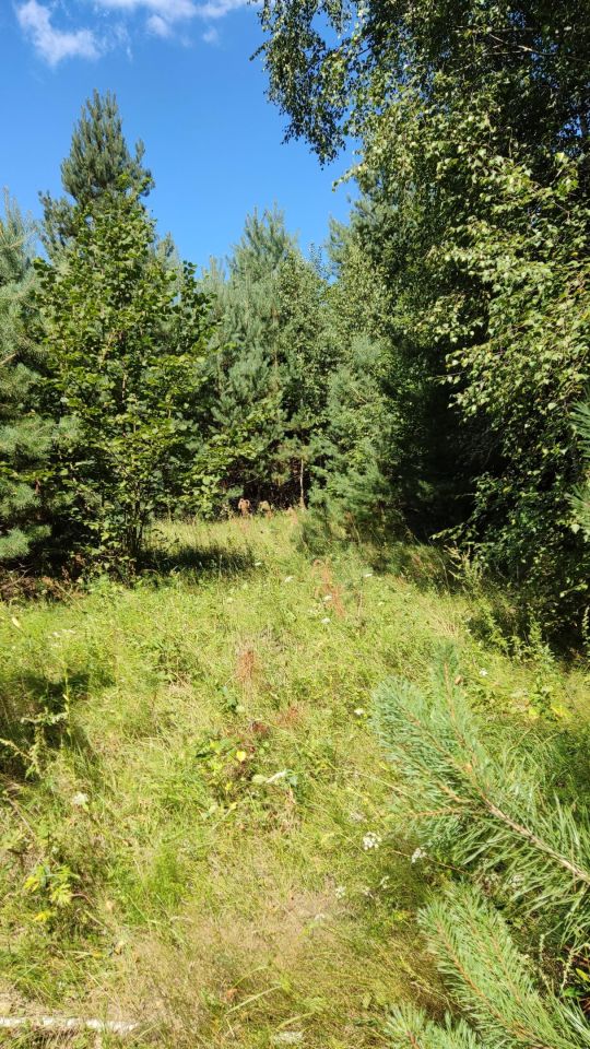 Działka siedliskowa Wola Pniewska. Zdjęcie 4