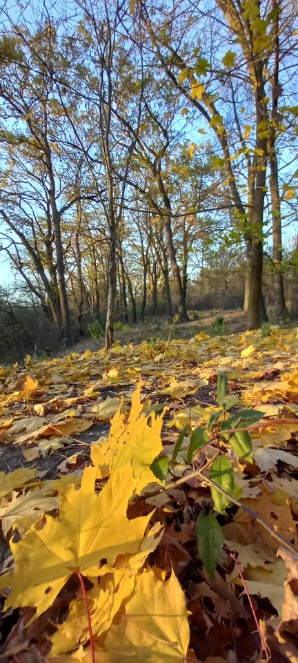 Działka budowlana Józefów Dębinka, ul. Daleka. Zdjęcie 4