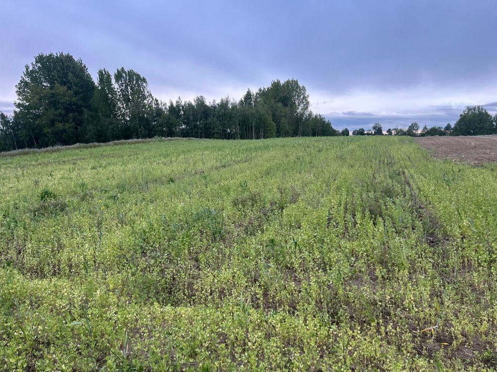 Działka budowlana Ostrowite. Zdjęcie 6