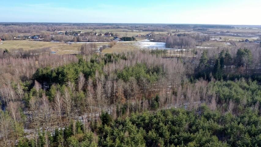 Działka leśna Grzegorze. Zdjęcie 9