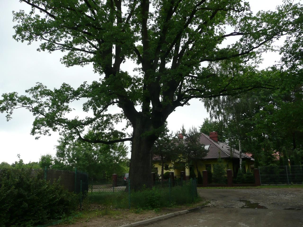 Działka leśna Warszawa Choszczówka, ul. Starego Dębu. Zdjęcie 6