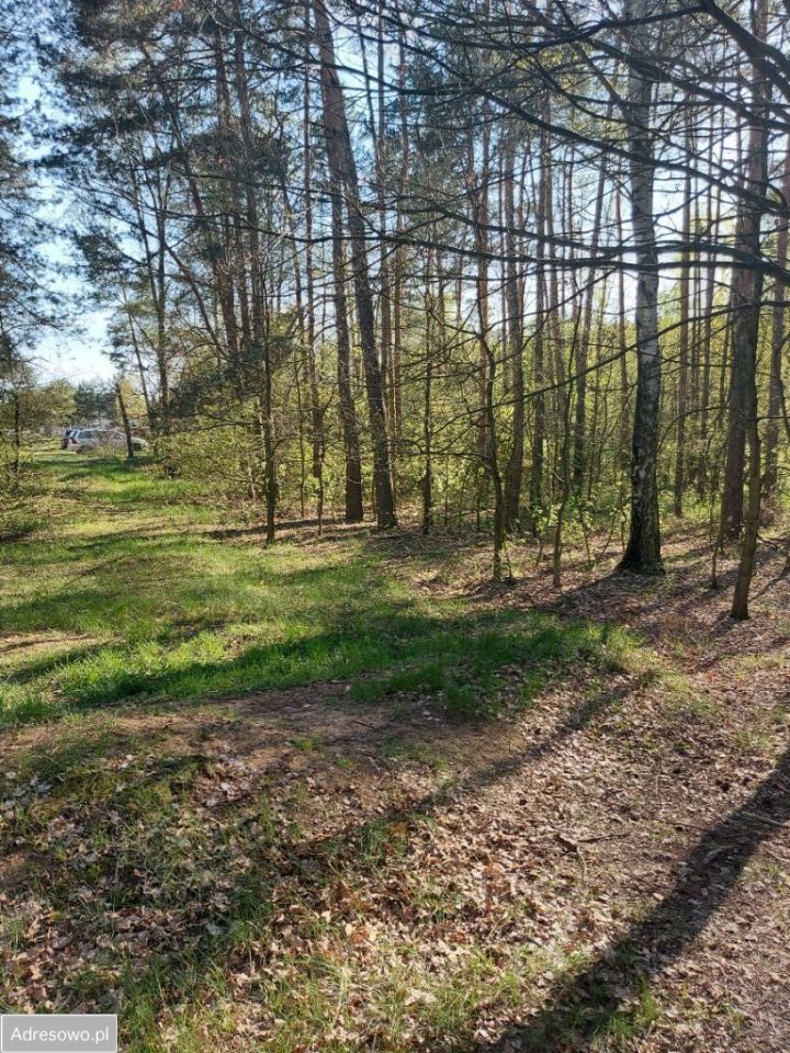 Działka leśna Drzewociny. Zdjęcie 8