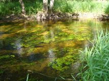 Działka rolno-budowlana Stanowisko. Zdjęcie 4