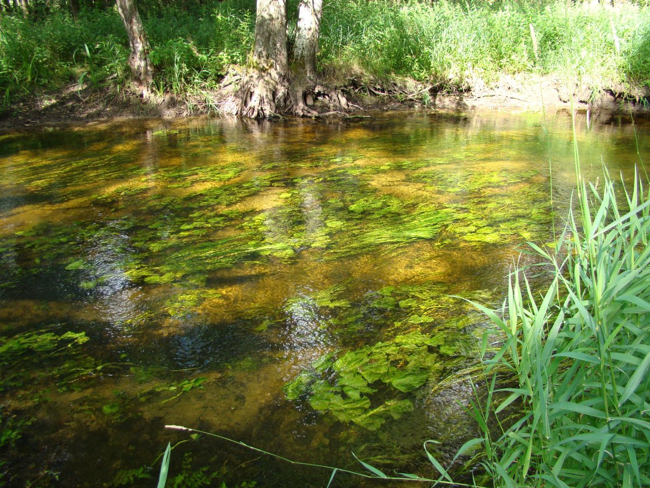 Działka rolno-budowlana Stanowisko. Zdjęcie 5