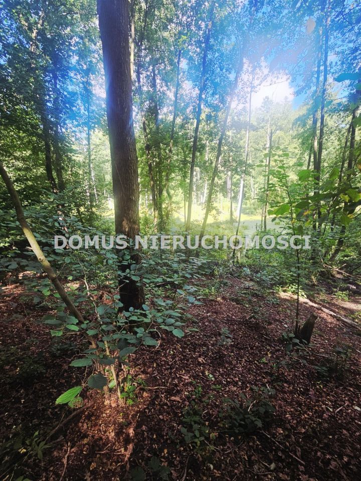 Działka leśna Nagawki. Zdjęcie 5