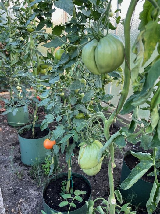 Działka rod Rumia, ul. Hodowlana. Zdjęcie 4