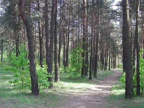 Działka budowlana Żarki-Letnisko, ul. Kąpielowa. Zdjęcie 1