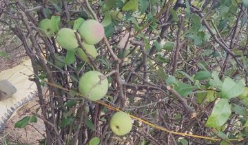 Działka rod Warszawa Włochy, ul. Ogrodników