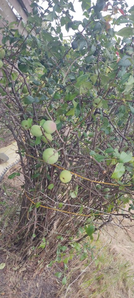 Działka rod Warszawa Włochy, ul. Ogrodników. Zdjęcie 2