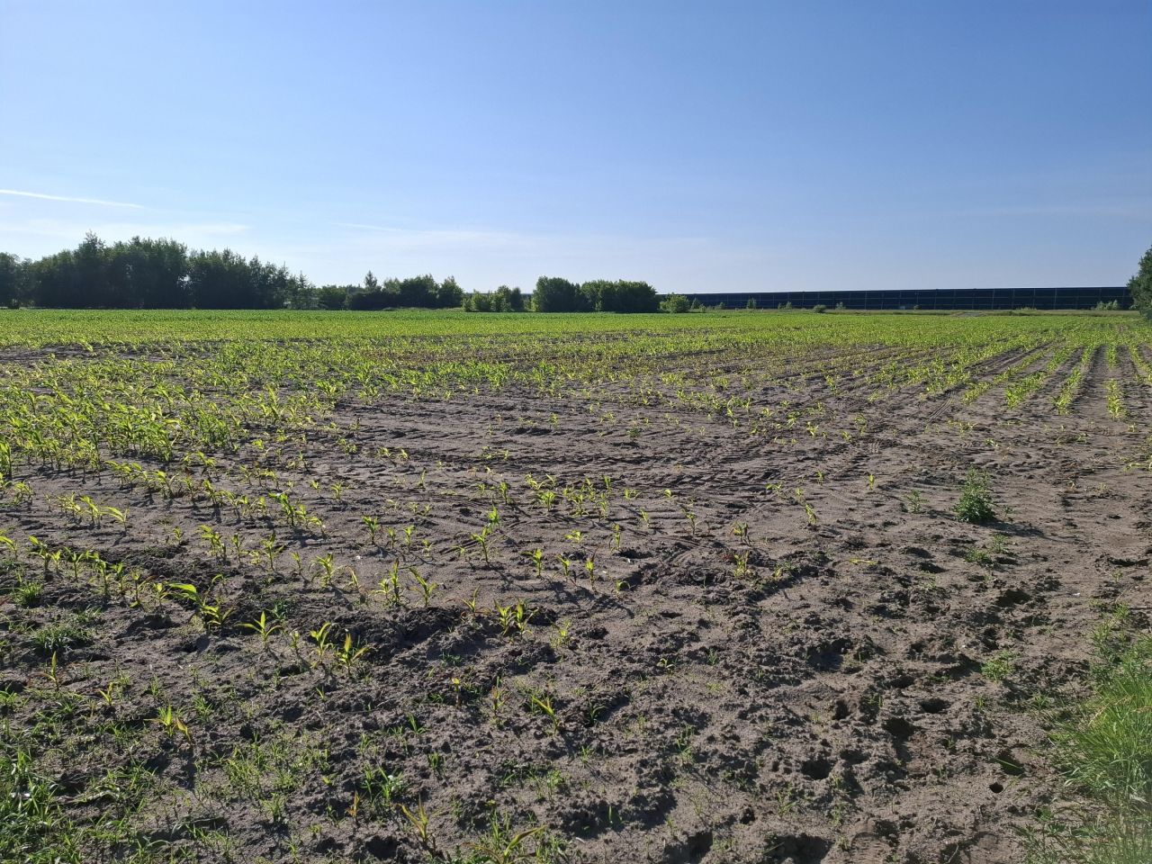 Działka inwestycyjna Nowy Drzewicz. Zdjęcie 7