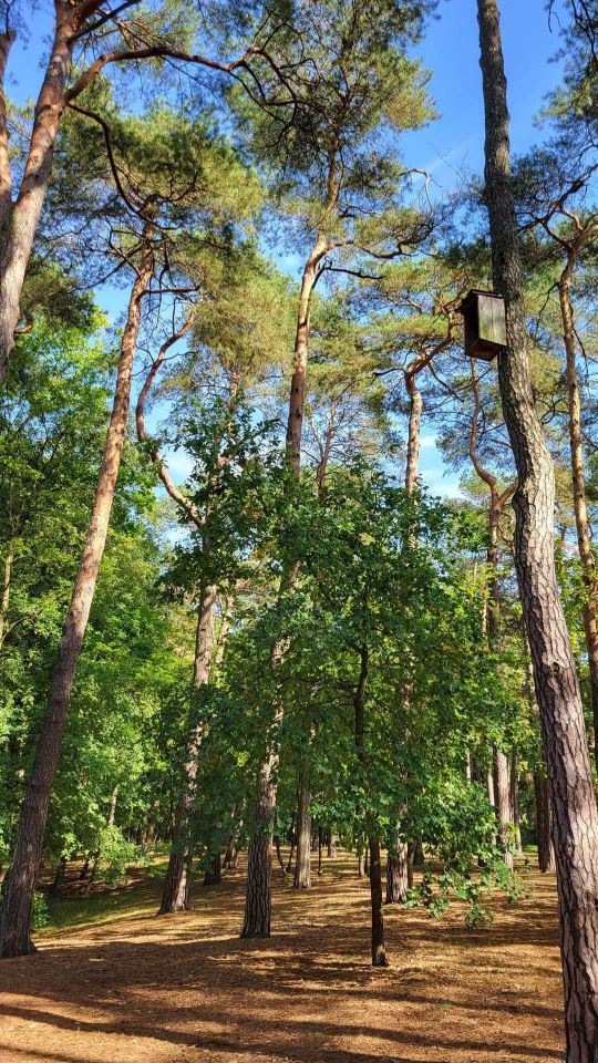Mieszkanie 1-pokojowe Konstancin-Jeziorna Grapa, ul. Jana Sobieskiego. Zdjęcie 13