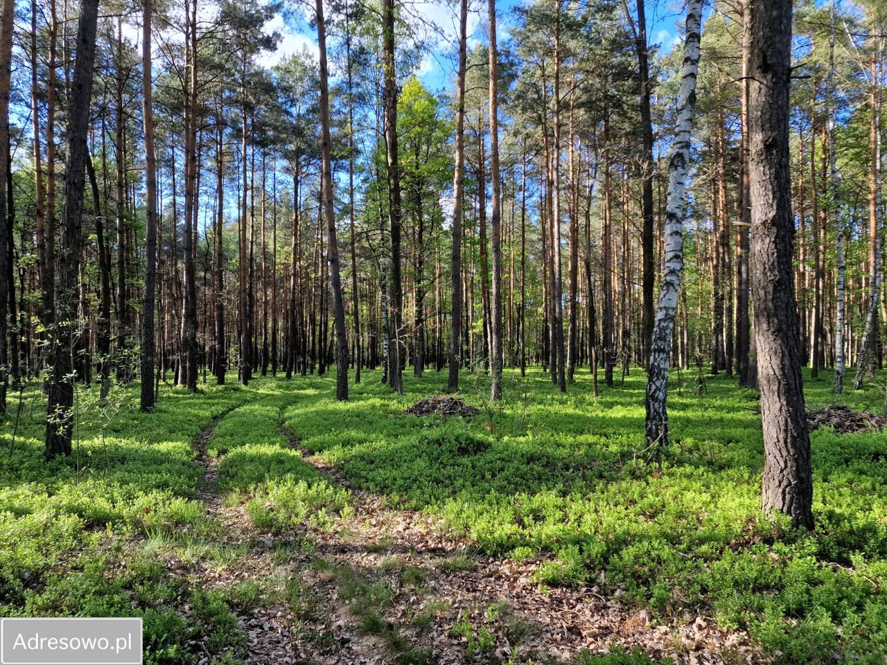 Działka Bartniki, ul. Parkowa. Zdjęcie 3