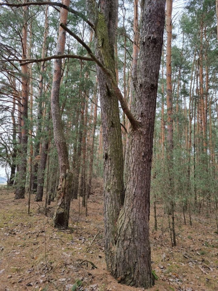 Działka leśna Pcin. Zdjęcie 6
