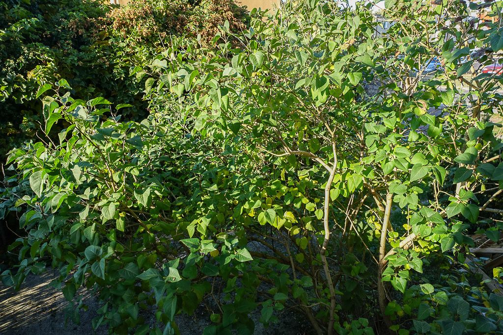 Mieszkanie 4-pokojowe Szczecin Dąbie. Zdjęcie 17