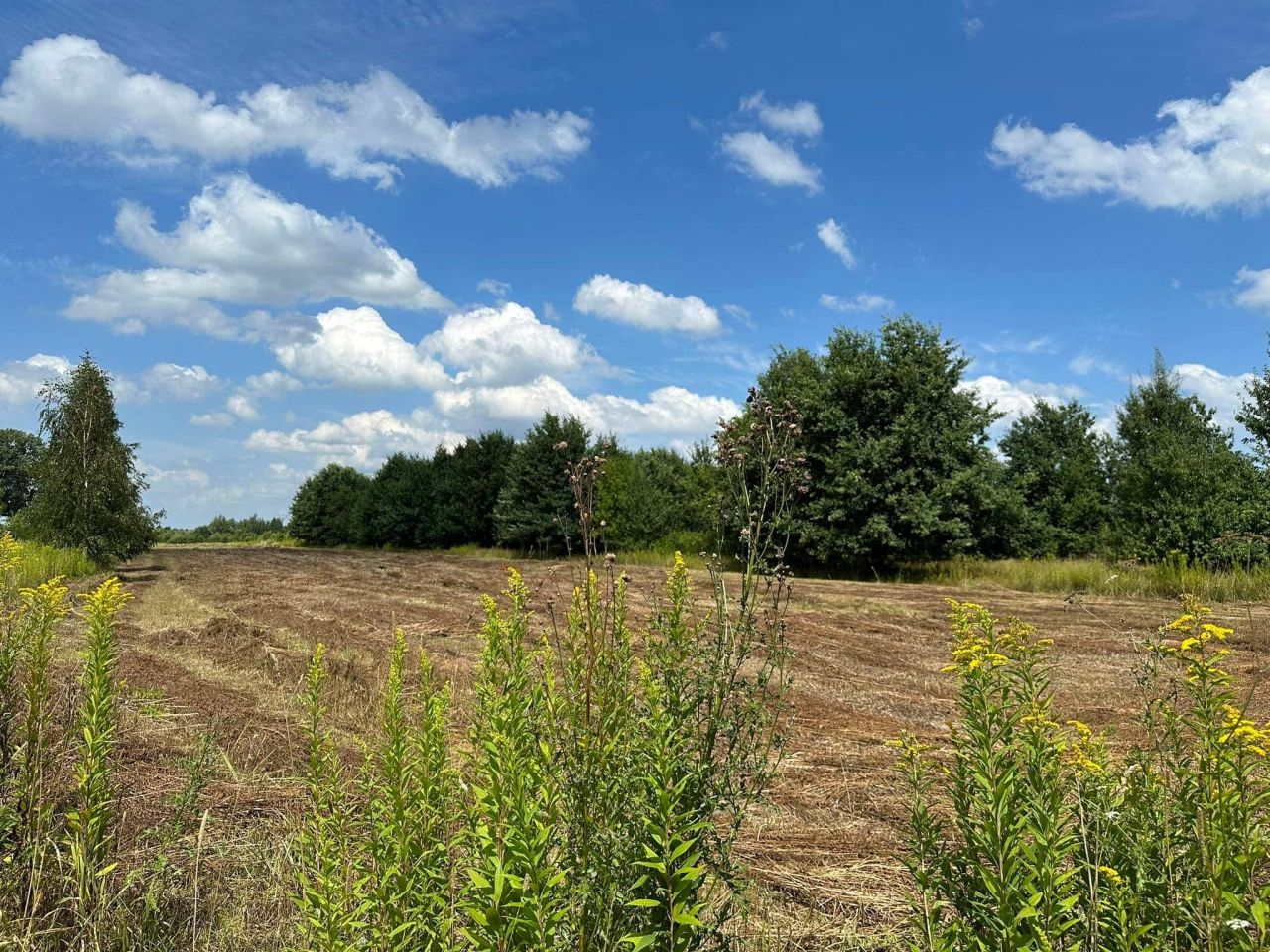 Działka budowlana Wygoda. Zdjęcie 3
