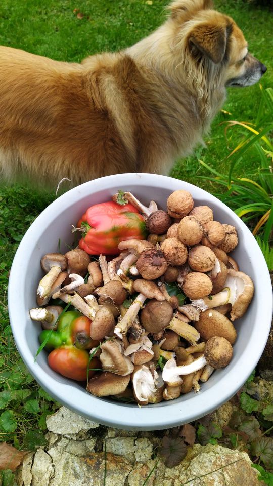 dom wolnostojący, 8 pokoi Radostów Średni, Radostów Średni. Zdjęcie 34