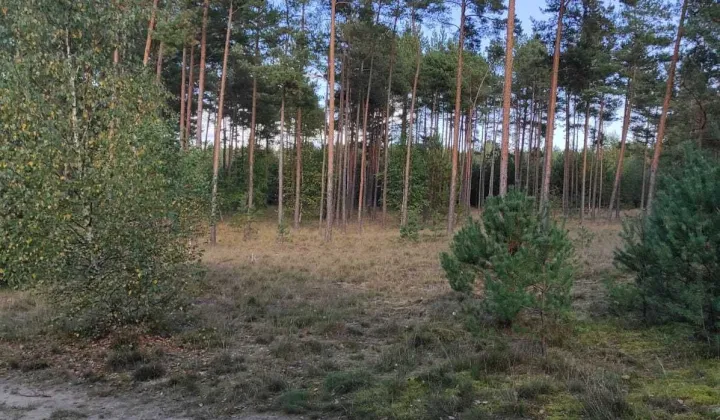 Działka rekreacyjna Konarzyny