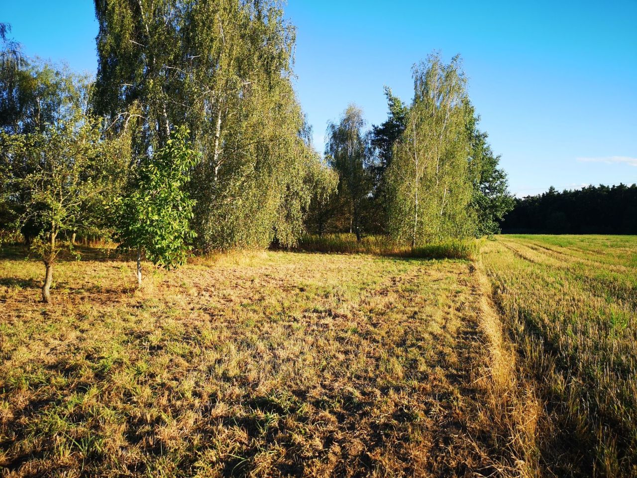 Działka budowlana Pierwoszów, ul. Brzozowa. Zdjęcie 2