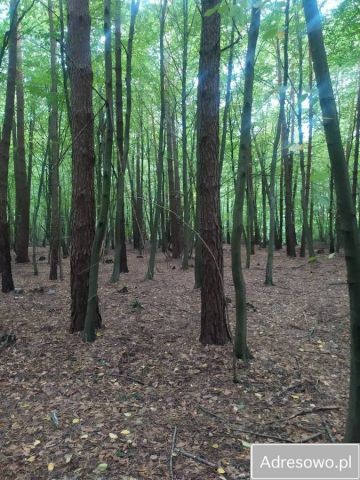Działka leśna Wodynie. Zdjęcie 1