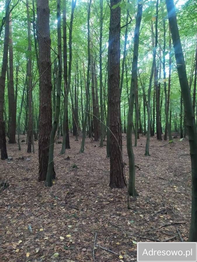Działka leśna Wodynie. Zdjęcie 1