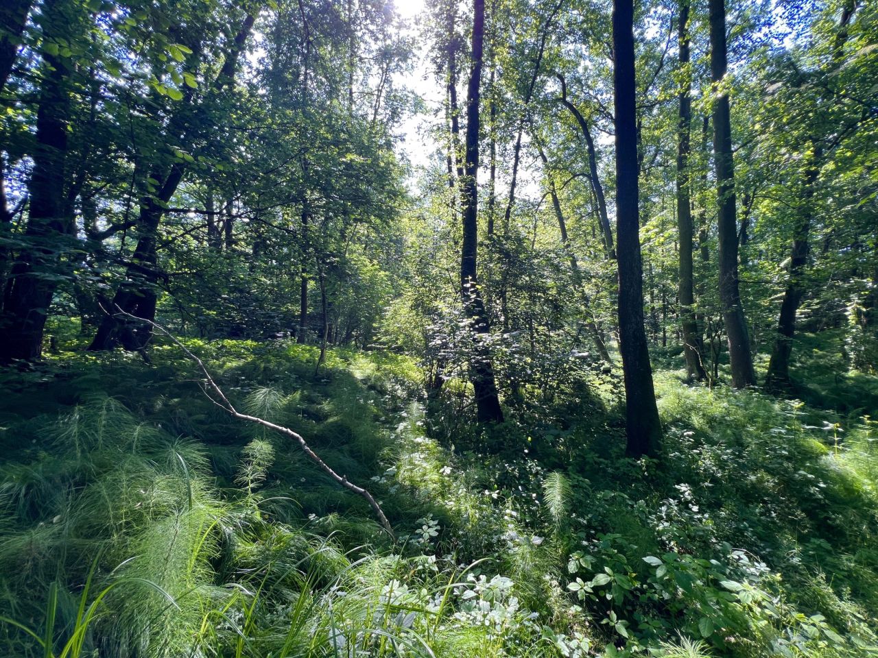 Działka rolno-budowlana Pszów, ul. Pszowska. Zdjęcie 14