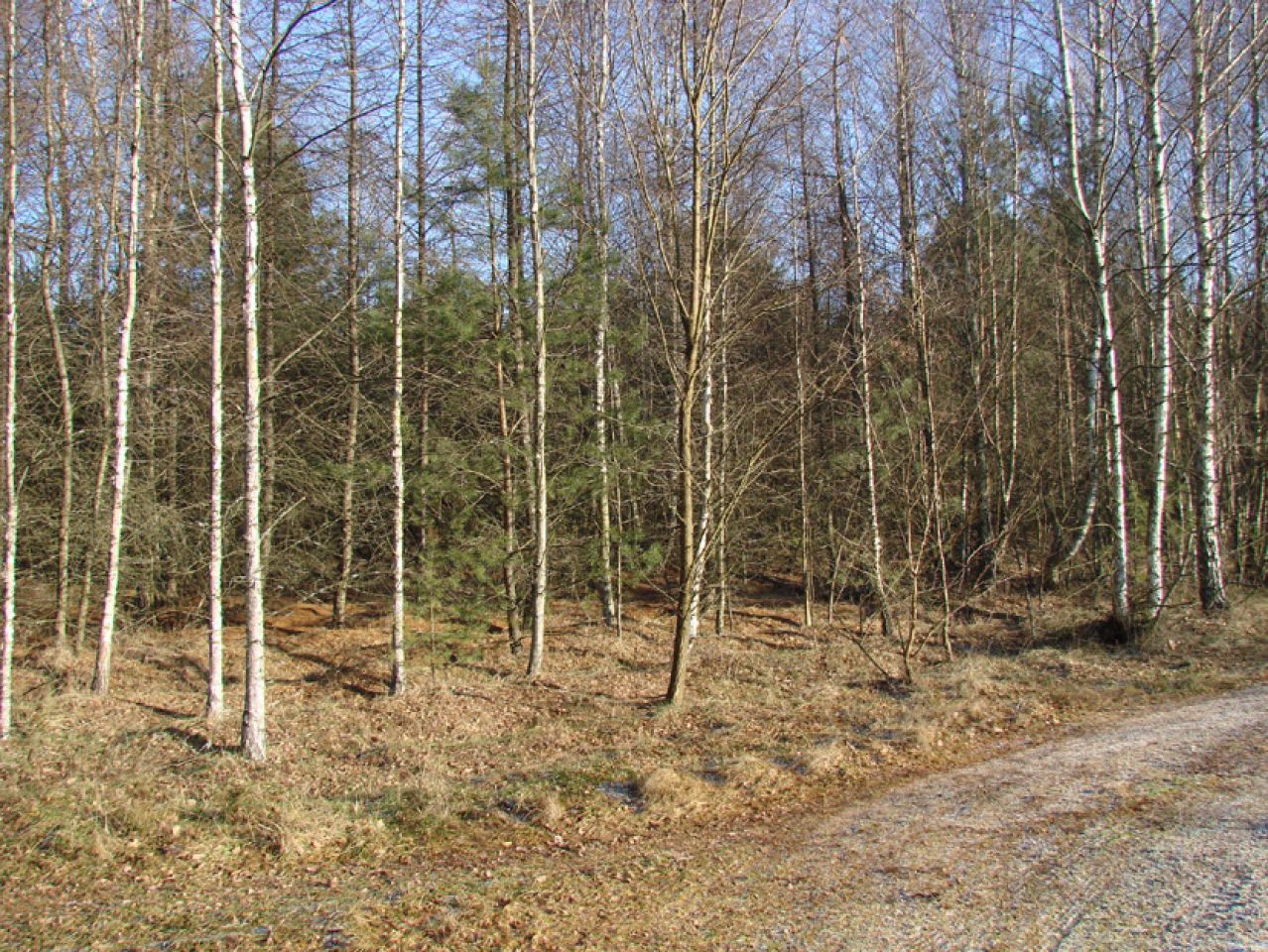 Działka leśna Rędziny. Zdjęcie 15