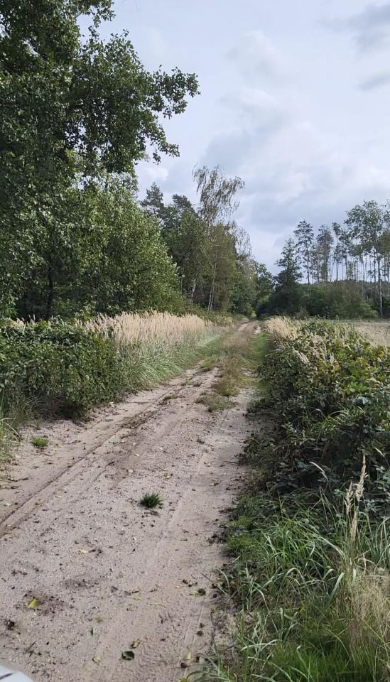 Działka leśna Koźla. Zdjęcie 3