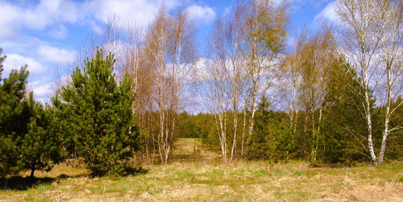 Działka rekreacyjna Lipy. Zdjęcie 9