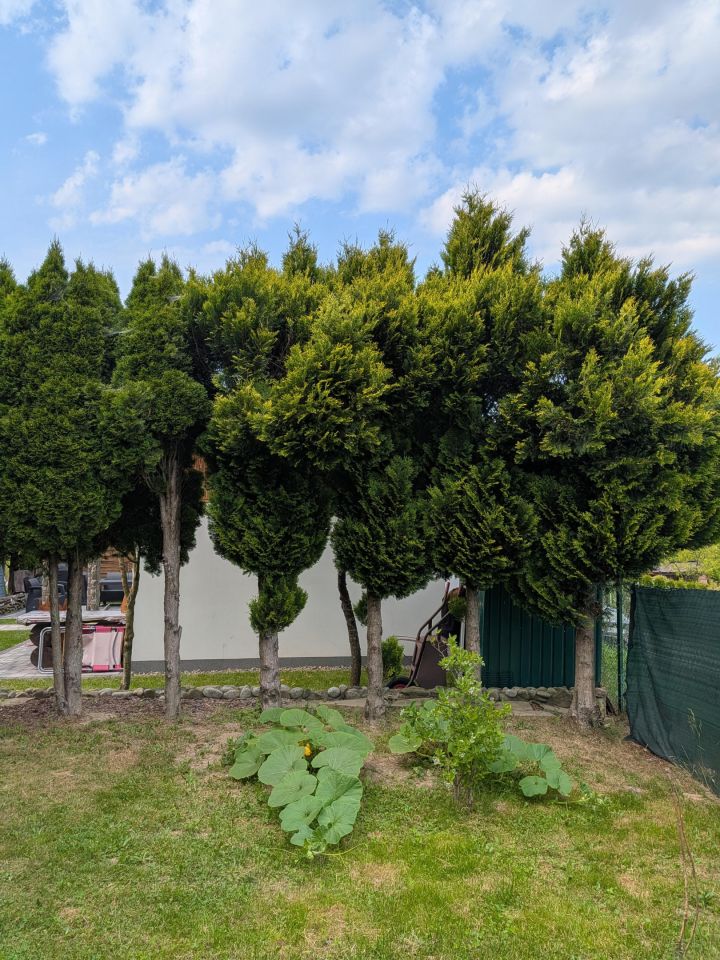 Działka rod Nowy Sącz Falkowa, ul. Botaniczna. Zdjęcie 18
