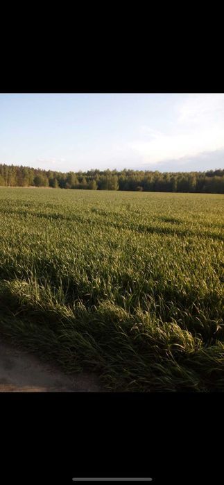 Działka rolna Joachimów-Mogiły. Zdjęcie 7