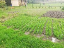 Działka rod Bolesławiec Centrum, ul. Tadeusza Kościuszki. Zdjęcie 2