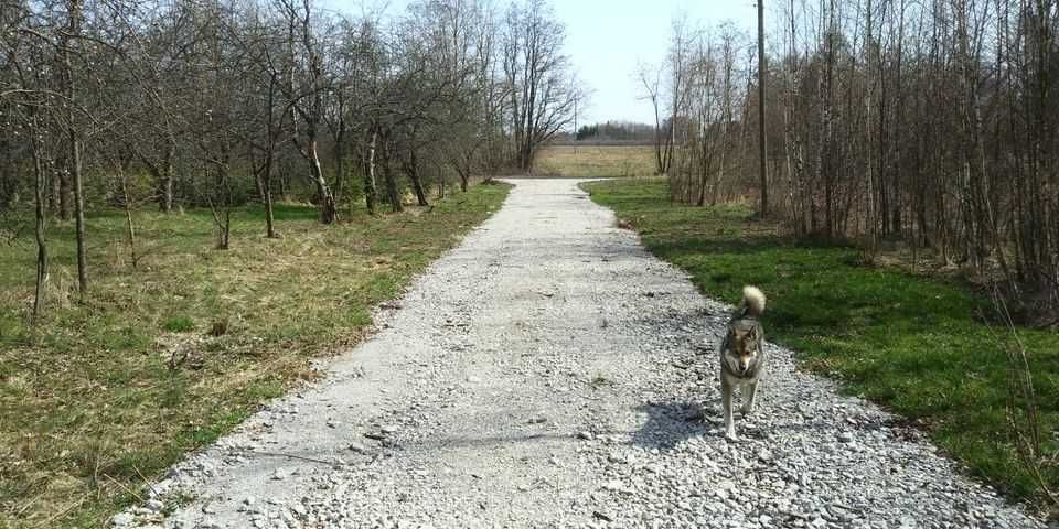 Działka rolno-budowlana Lutkówka-Kolonia, ul. Sosnowa. Zdjęcie 4