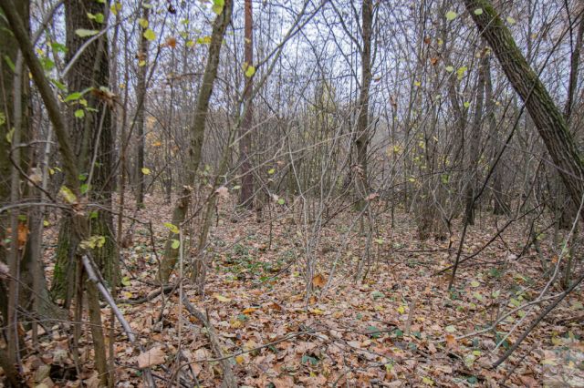 Działka Majdan Sieniawski. Zdjęcie 11