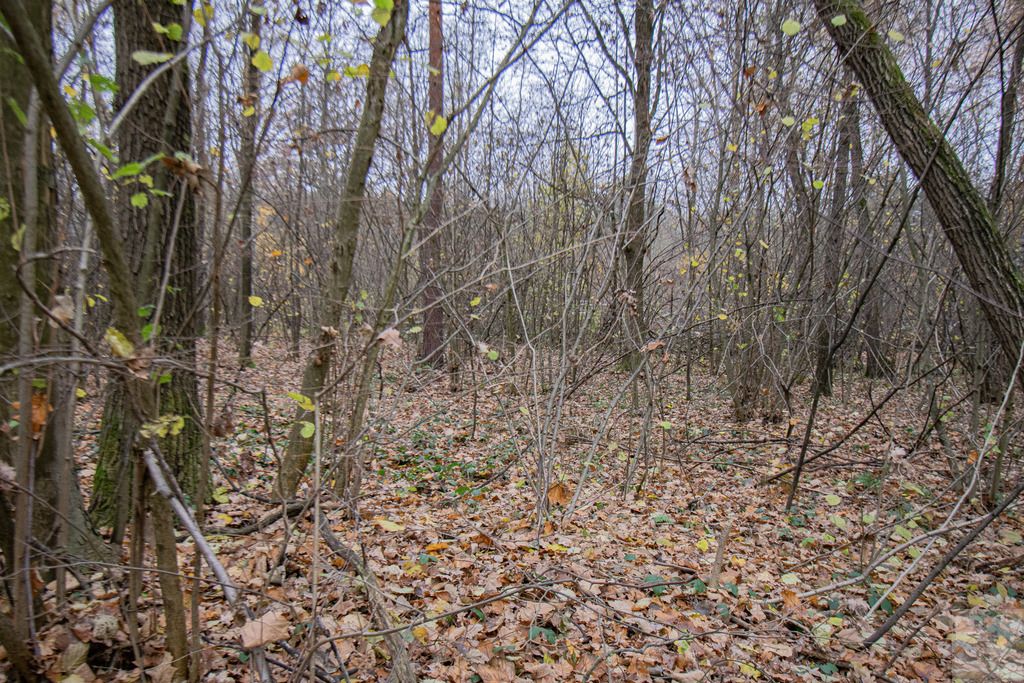 Działka Majdan Sieniawski. Zdjęcie 11